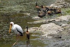 Witwenpfeifgans (2 von 3).jpg